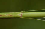 Rufous bulrush